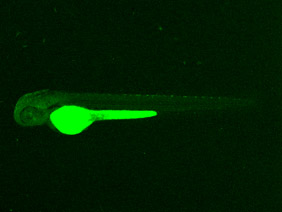 ED223 GFP 48h