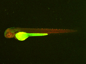 ED223 GFP/RFP 48h