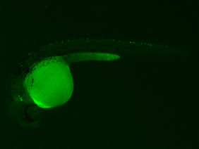 ED224 GFP 24h
