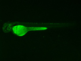 ED224 GFP 48h