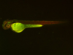 ED224 GFP/RFP 48h