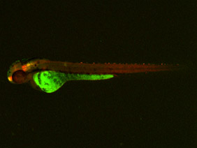 ED225 GFP/RFP 48h