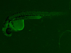 ED226 GFP 24h