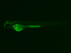ED226 GFP 48h