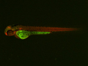 ED226 GFP/RFP 48h