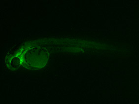 ED227 GFP 24h