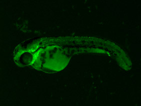 ED227 GFP 48h