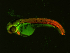 ED227 GFP/RFP 48h
