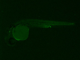 ED228 GFP 24h
