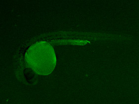 ED229 GFP 24h