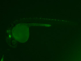 ED230 GFP 24h