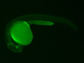 ED231 GFP 24h