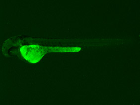 ED232 GFP 48h