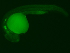 ED233 GFP 24h