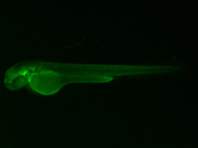 ED233 GFP 48h