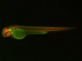 ED233 GFP/RFP 48h