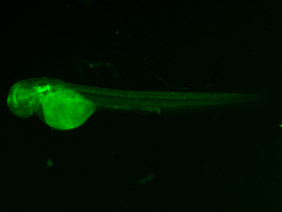ED234 GFP 48h