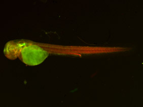 ED234 GFP/RFP 48h