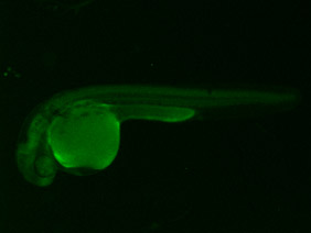 ED235 GFP 24h