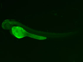 ED235 GFP 48h
