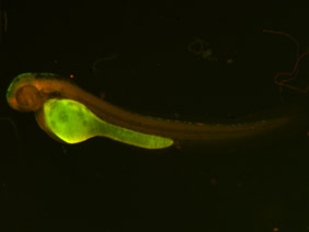 ED235 GFP/RFP 48h