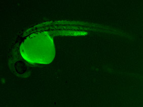ED236 GFP 24h