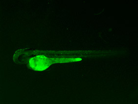 ED236 GFP 48h