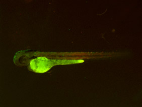 ED236 GFP/RFP 48h