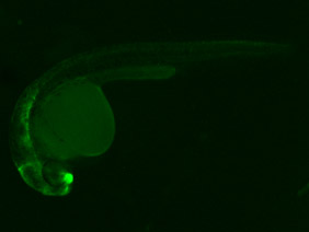 ED237 GFP 24h