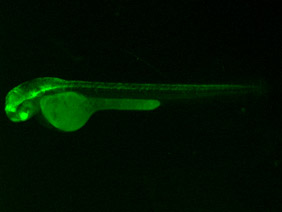ED237 GFP 48h