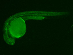 ED238 GFP 24h