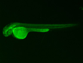ED238 GFP 48h