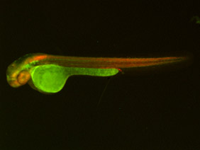 ED238 GFP/RFP 48h