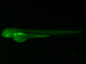 ED239 GFP 48h