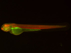 ED239 GFP/RFP 48h