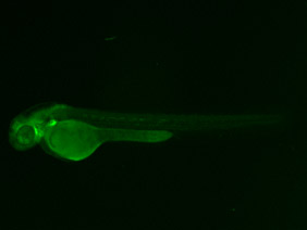 ED240 GFP 48h