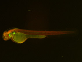 ED240 GFP/RFP 48h