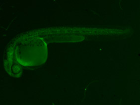 ED241 GFP 24h