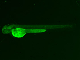 ED241 GFP 48h
