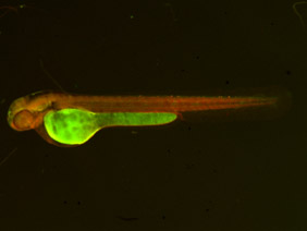 ED241 GFP/RFP 48h