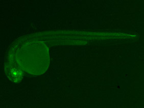 ED243 GFP 24h
