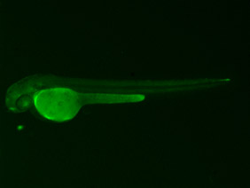 ED243 GFP 48h