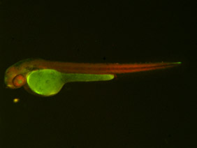 ED243 GFP/RFP 48h