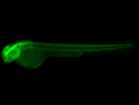 ED244 GFP 48h