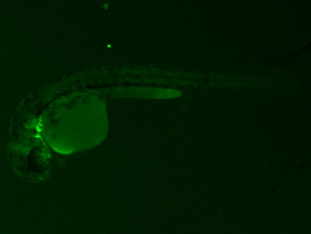 ED245 GFP 24h