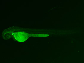 ED245 GFP 48h