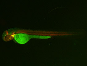 ED245 GFP/RFP 48h