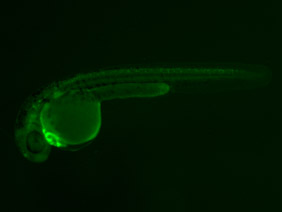 ED246 GFP 24h