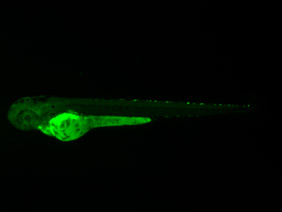 ED246 GFP 48h