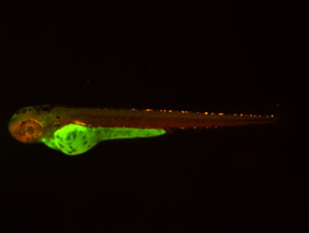 ED246 GFP/RFP 48h